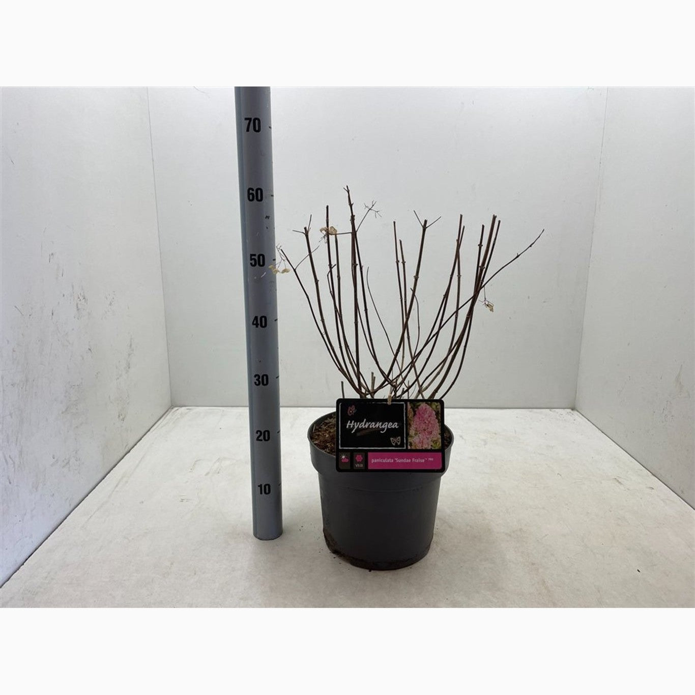 Syrenhortensia – Hydrangea paniculata 'Sundai Fraise' - C7,5